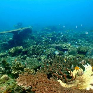 More Superb healthy coral formations with Dive Borneo Bah Diving at Sepanggar Island Kota Kinabalu Sabah