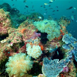 More Superb healthy coral formations with Dive Borneo Bah Diving at Sepanggar Island Kota Kinabalu Sabah