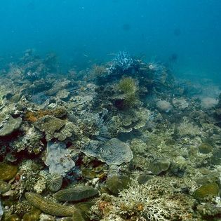 Superb healthy coral formations with Dive Borneo Bah at Sepanggar Island Kota Kinabalu Sabah
