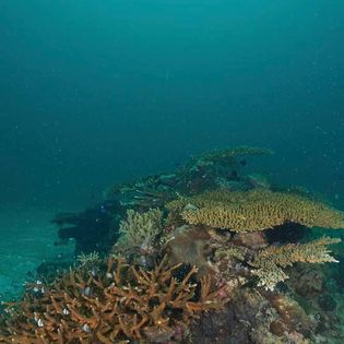 More fascinating healthy coral formations with Dive Borneo Bah Diving at Sepanggar Island Kota Kinabalu Sabah